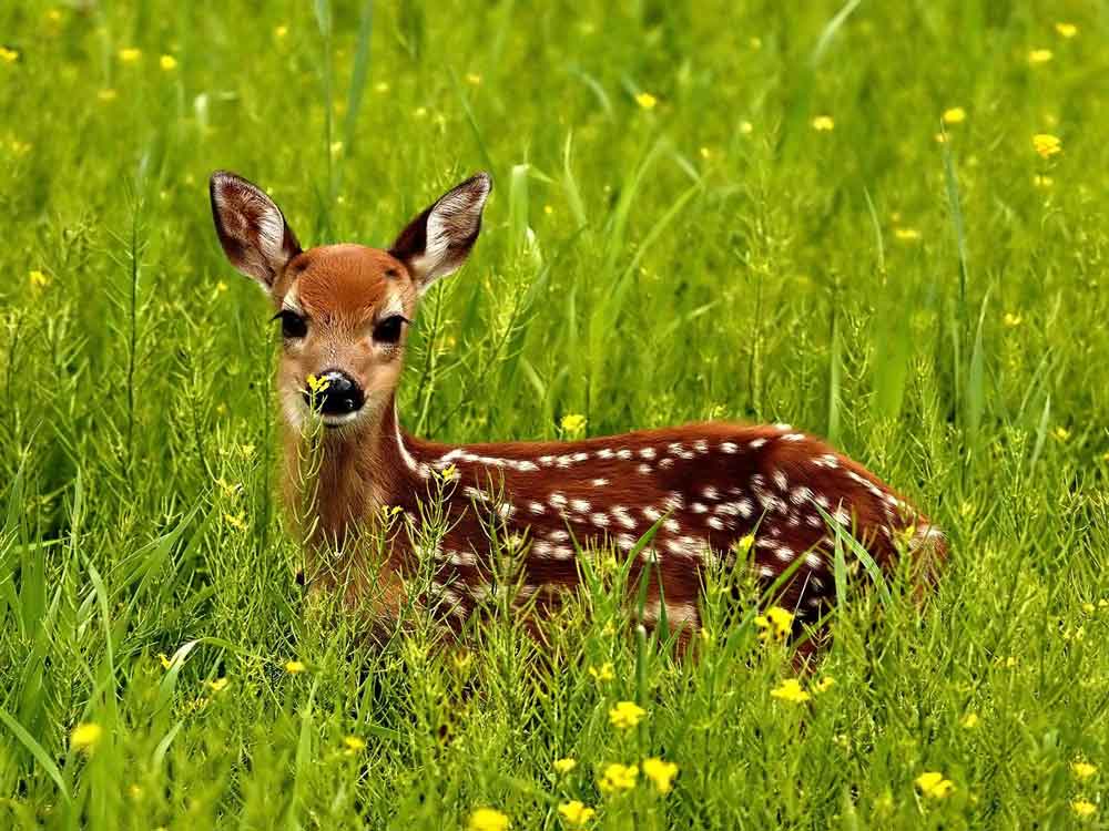 Baby deer