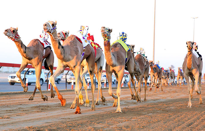 Discover Dubai: camel racing 